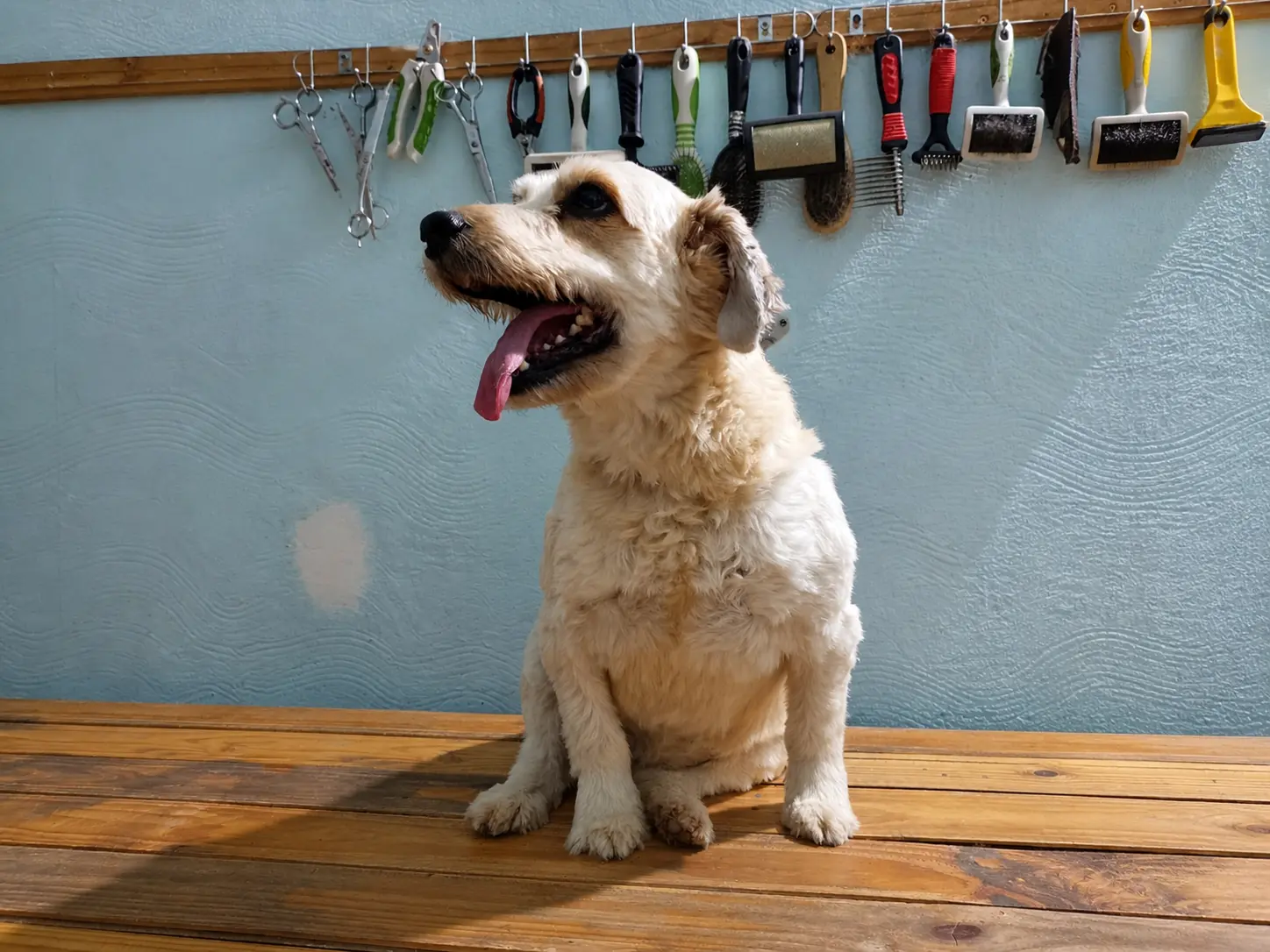 Baño canino en Ituzaingó